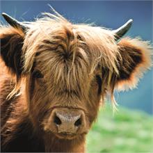 Heye 1000 Parça Kare Puzzle - Highland Cow