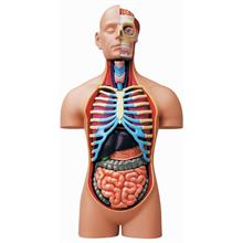 4D Master İnsan Anatomisi Deluxe Gövde Maketi 38 cm (54 Parça)