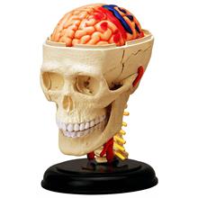 4D Master İnsan Anatomisi Beyin ve Kranial Sinirler Maketi (39 Parça)