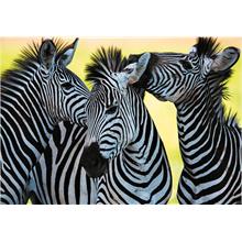 Dino 500 Parça Üç Zebra Puzzle