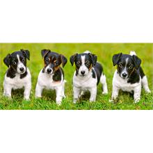 Castorland 600 Parça Puzzle - Jack Russell Terrier Köpek Yavruları
