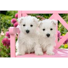 Beyaz Terrier Yavruları Puzzle - Castorland 1500 Parça