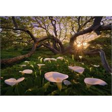 Heye 1000 Parçalık Calla Clearing Puzzle - Marc Adamus - Magic Forests